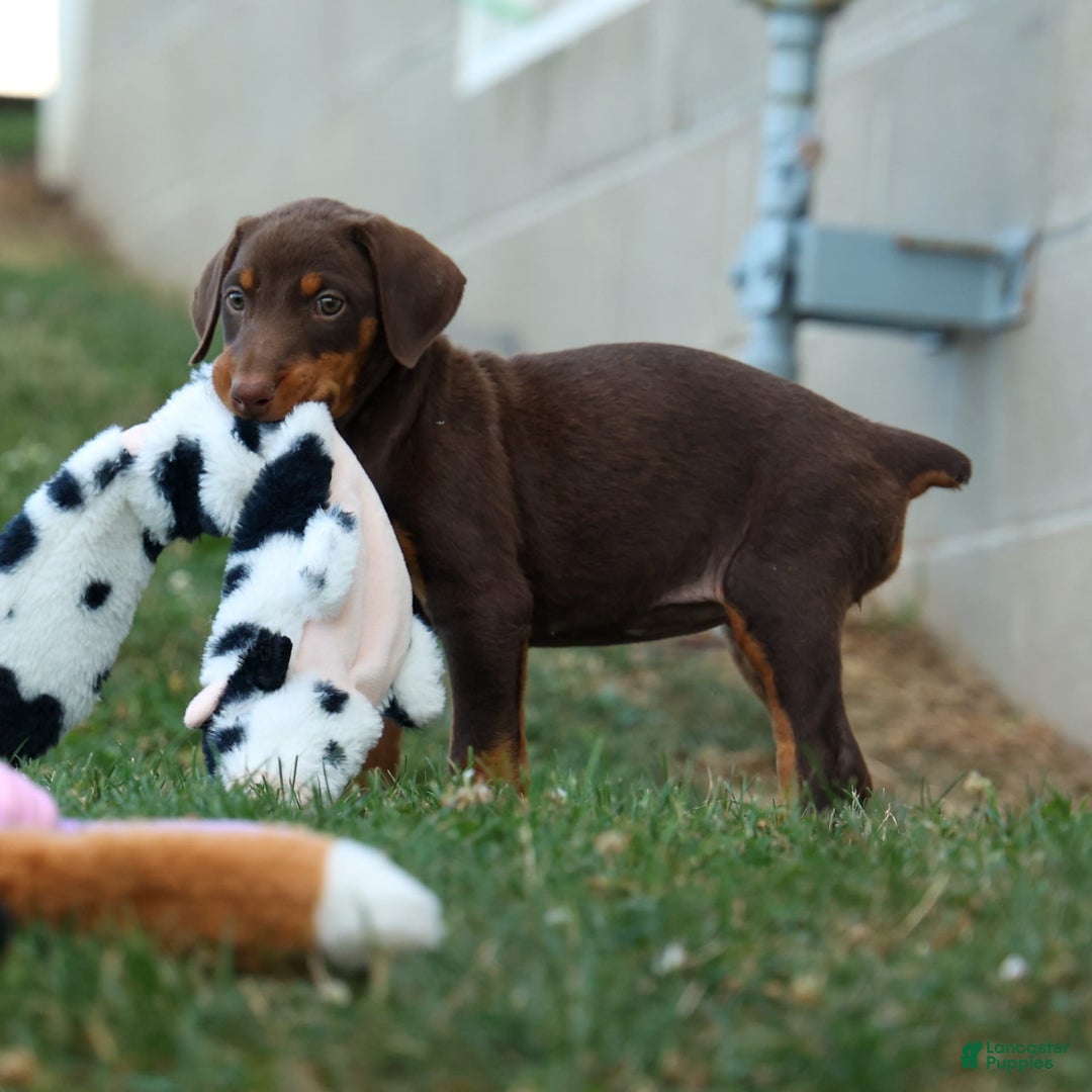 Doberman Pinscher dogs for sale: Daisy - Image 9