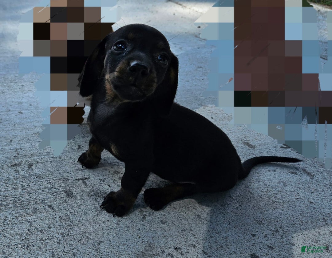 Miniature Dachshund dogs for sale: Molly - Image 3