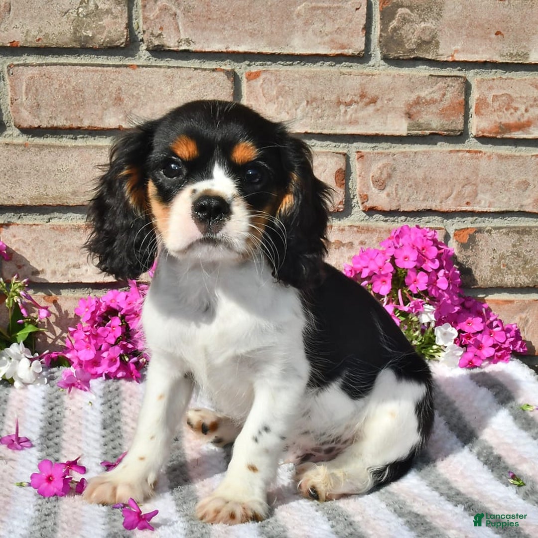 Cavalier King Charles Spaniel dogs for sale: Duke - Image 11