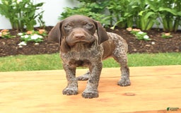 German Shorthaired Pointer dogs for sale: Thea - Image 3