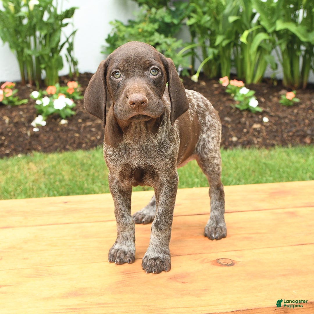 German Shorthaired Pointer dogs for sale: Thea - Image 3