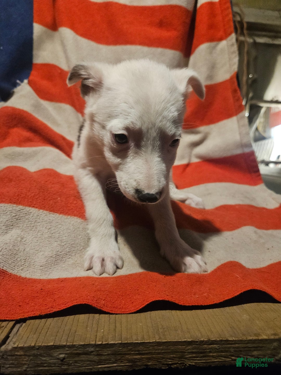 Border Collie dogs for sale: Dreami - Image 9