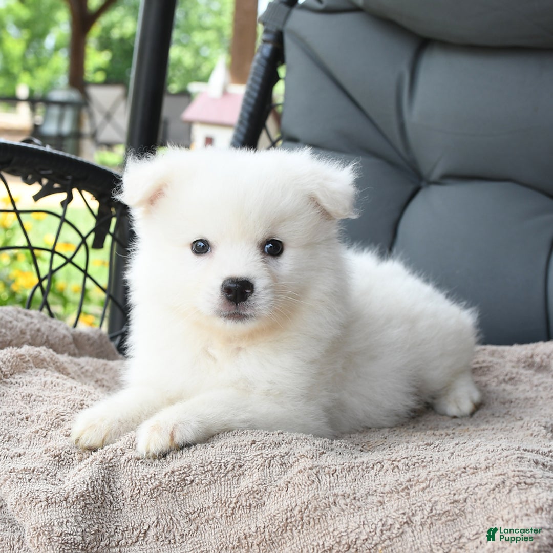 American Eskimo dogs for sale: Felix - Image 1