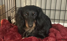 Dachshund dogs for sale: Lux - Image 4