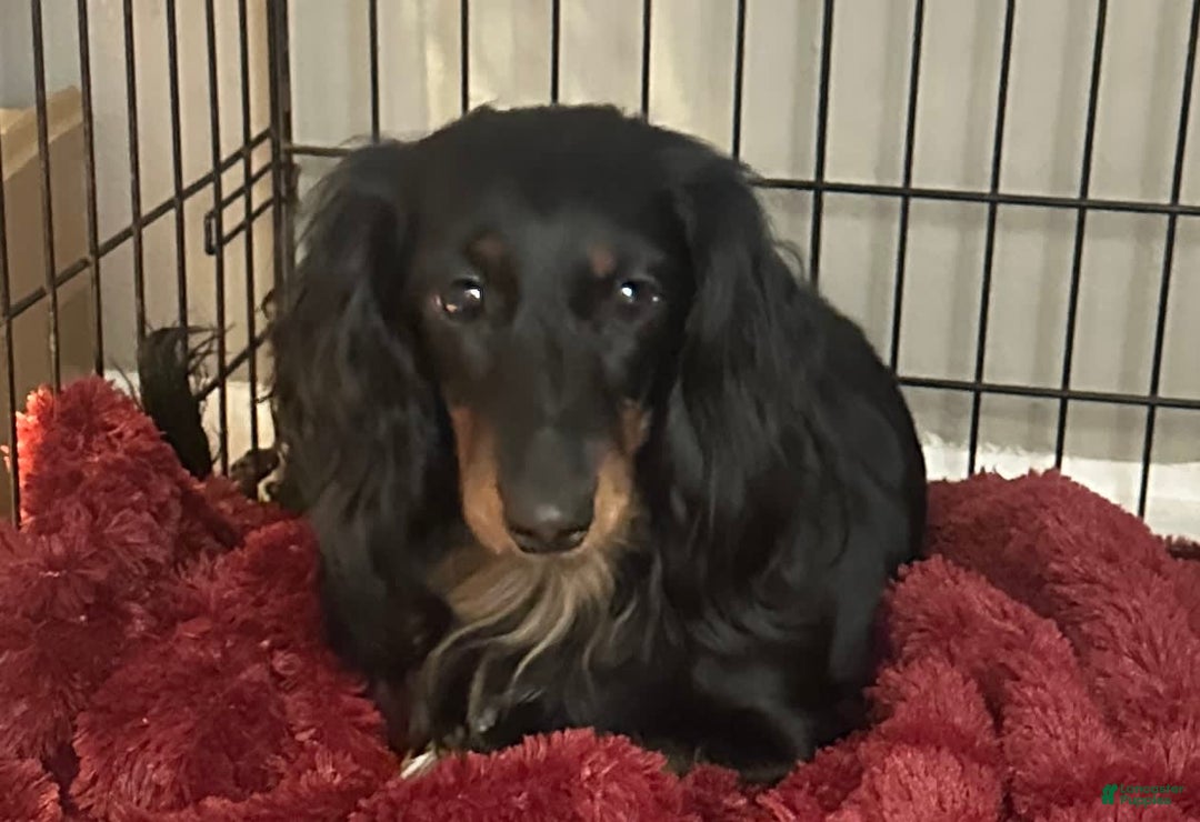 Dachshund dogs for sale: Lux - Image 4