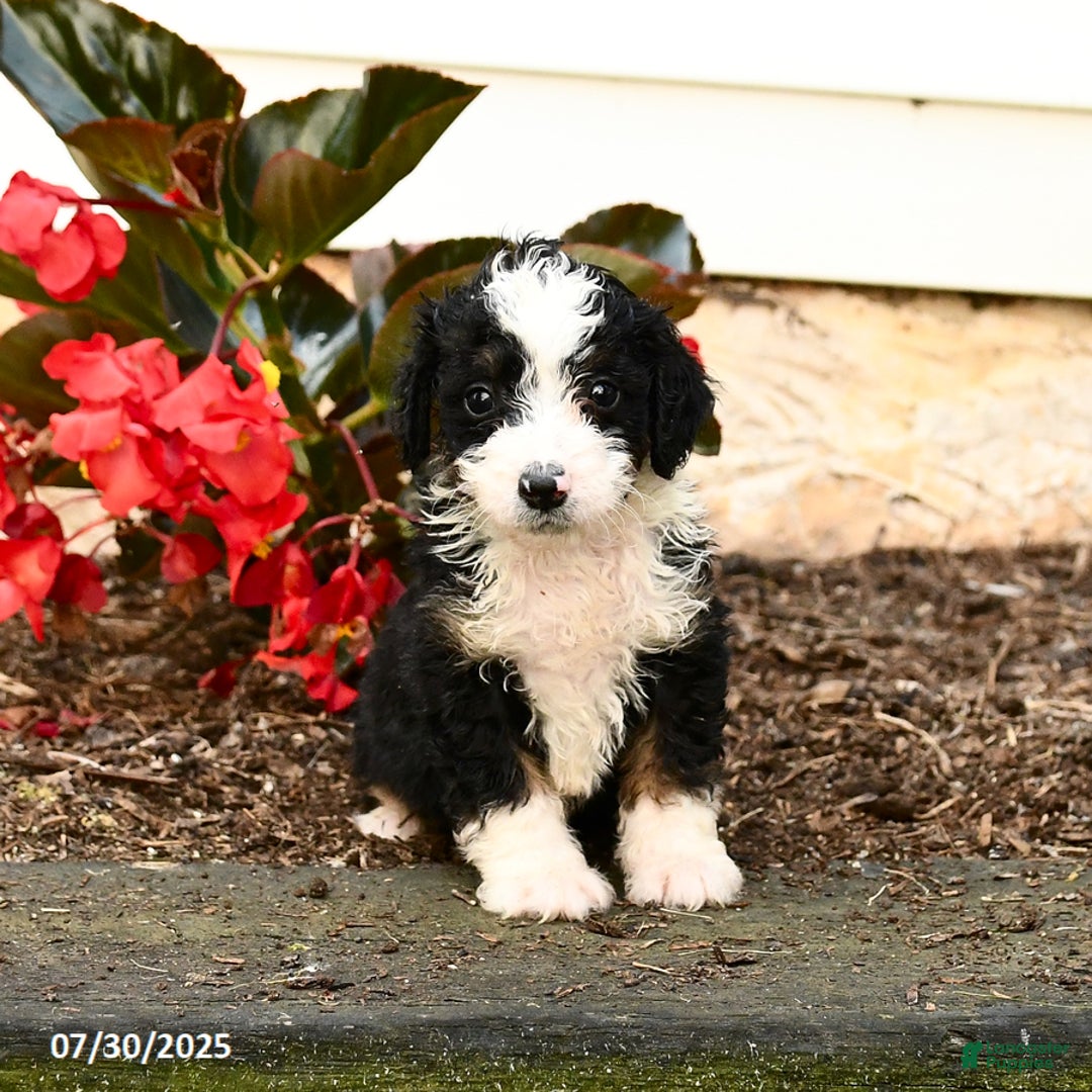 Mini Bernedoodle dogs for sale: Cinnamon - Image 2