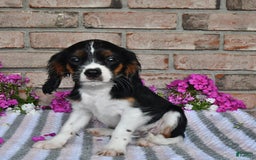 Cavalier King Charles Spaniel dogs for sale: Drew - Image 4