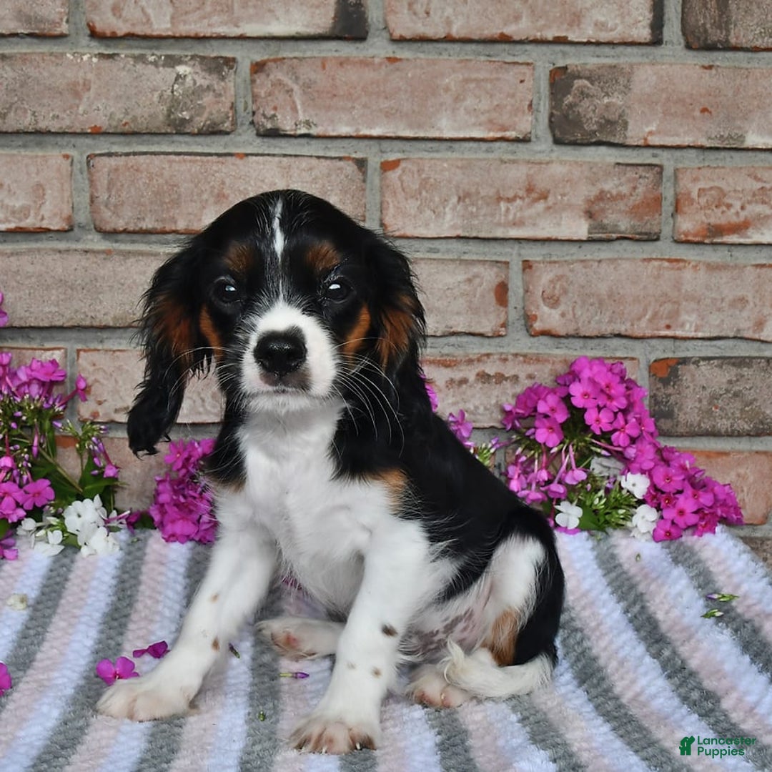 Cavalier King Charles Spaniel dogs for sale: Drew - Image 4