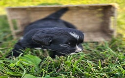 Bernese Mountain Dog dogs for sale: Roxy - Image 3