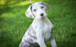 Great Dane dogs for sale: Jovie - Image 22