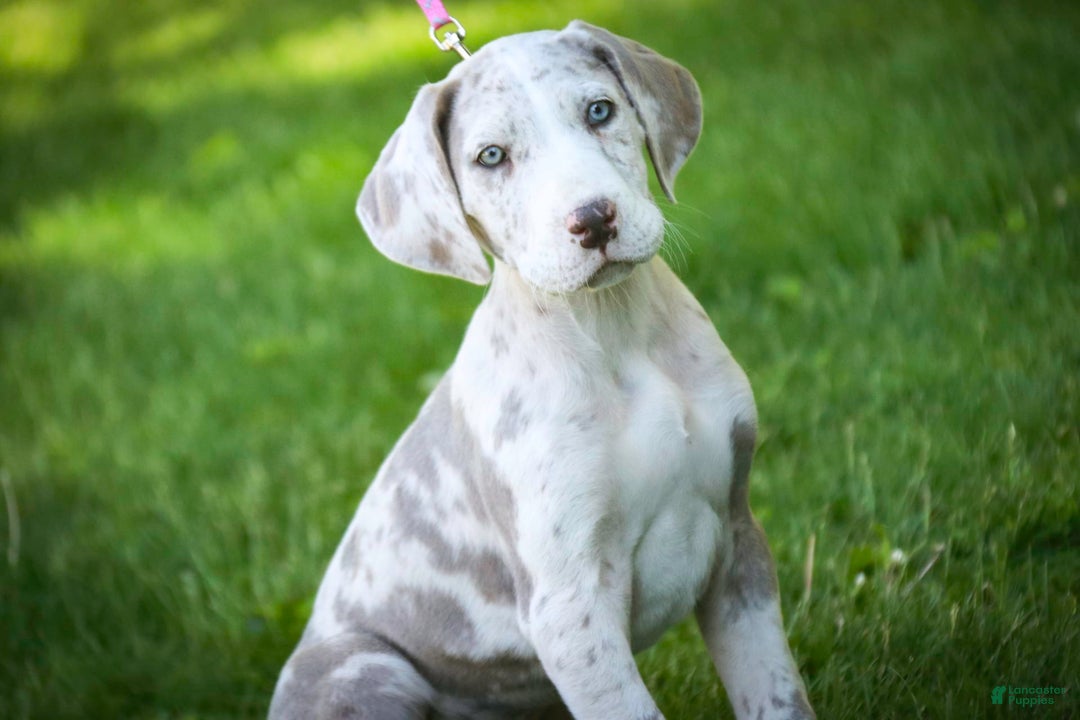 Great Dane dogs for sale: Jovie - Image 22
