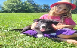 Border Collie dogs for sale: Bennie - Image 2