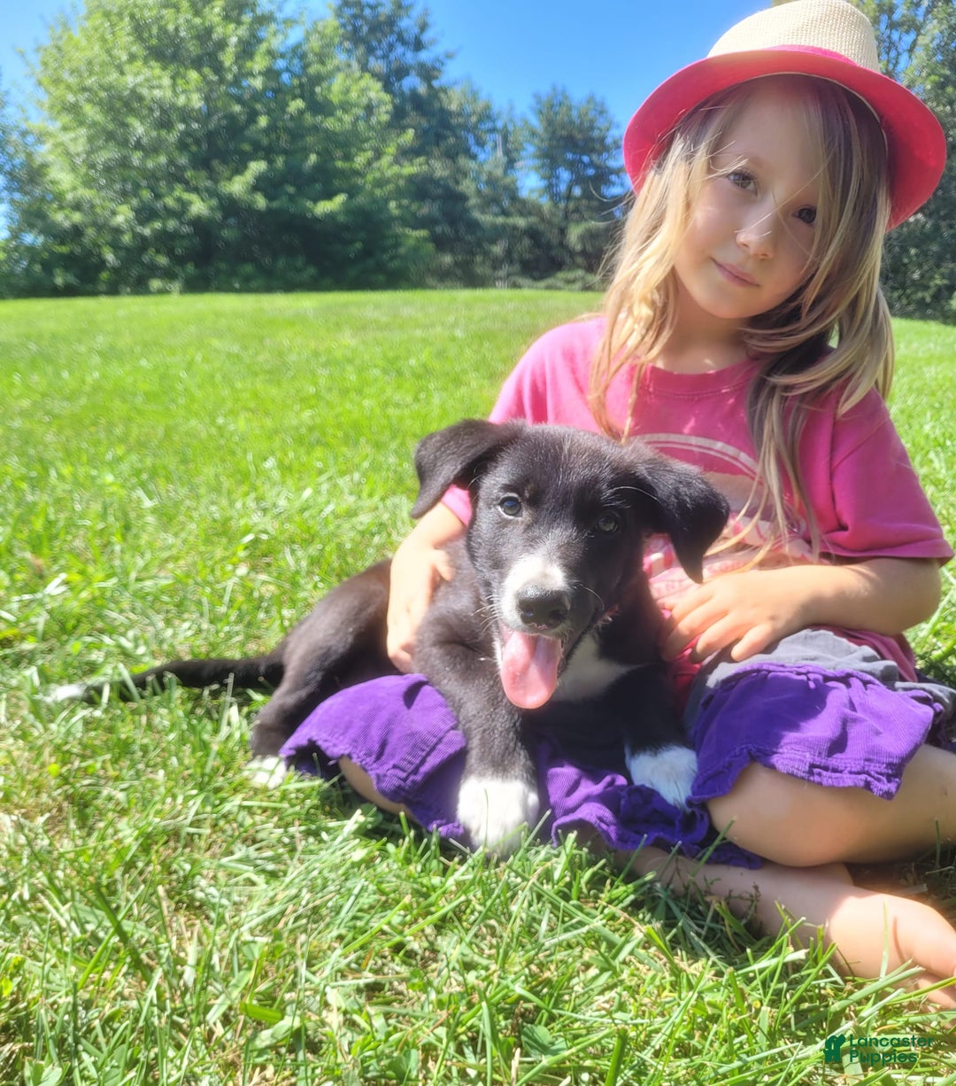 Border Collie dogs for sale: Bennie - Image 2