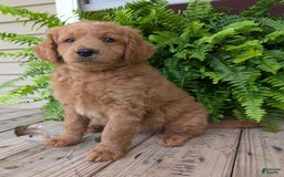 Goldendoodle dogs for sale: Reed - Image 36
