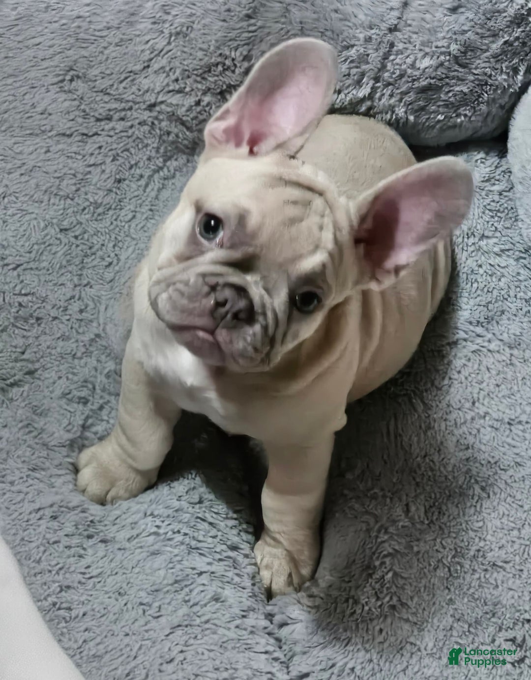 French Bulldog dogs for sale: Silver - Image 5