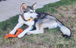 Alaskan Malamute dogs for sale: Talla - Image 2