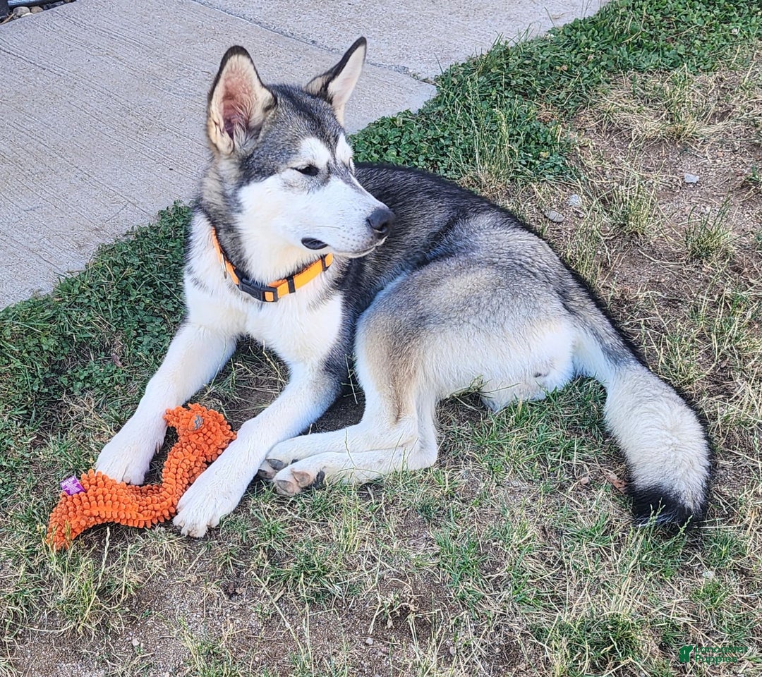 Alaskan Malamute dogs for sale: Talla - Image 2