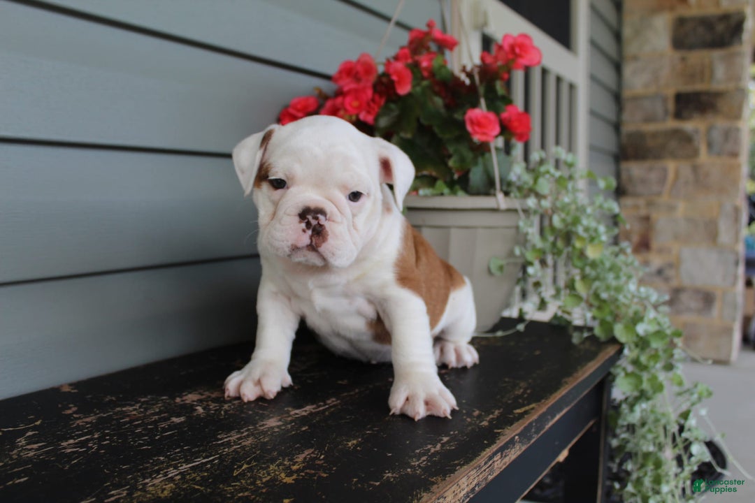 English Bulldog dogs for sale: Ruffles - Image 5
