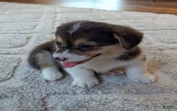 Welsh Corgi Pembroke dogs for sale: Mitzy - Image 2