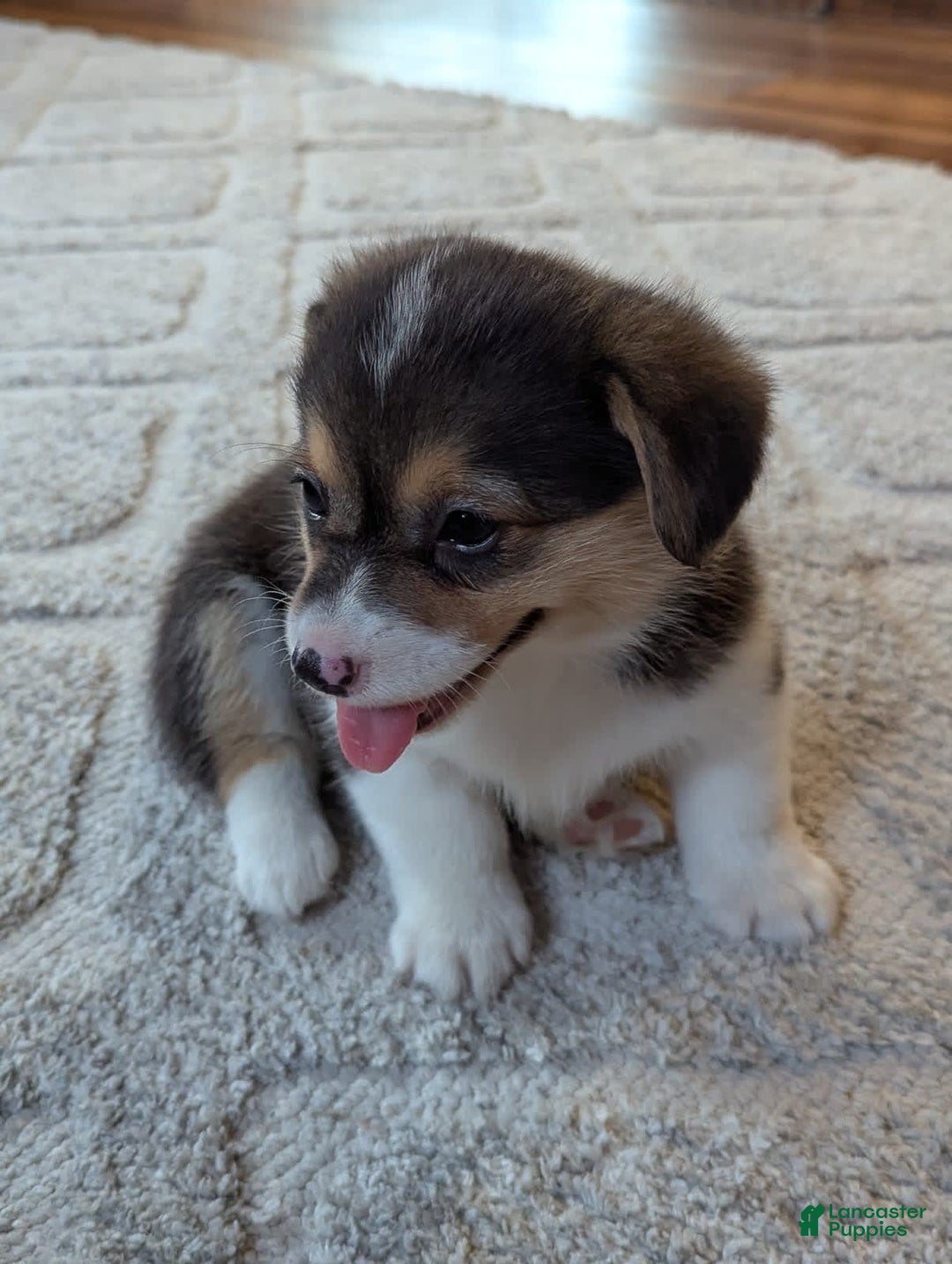 Welsh Corgi Pembroke dogs for sale: Mitzy - Image 2