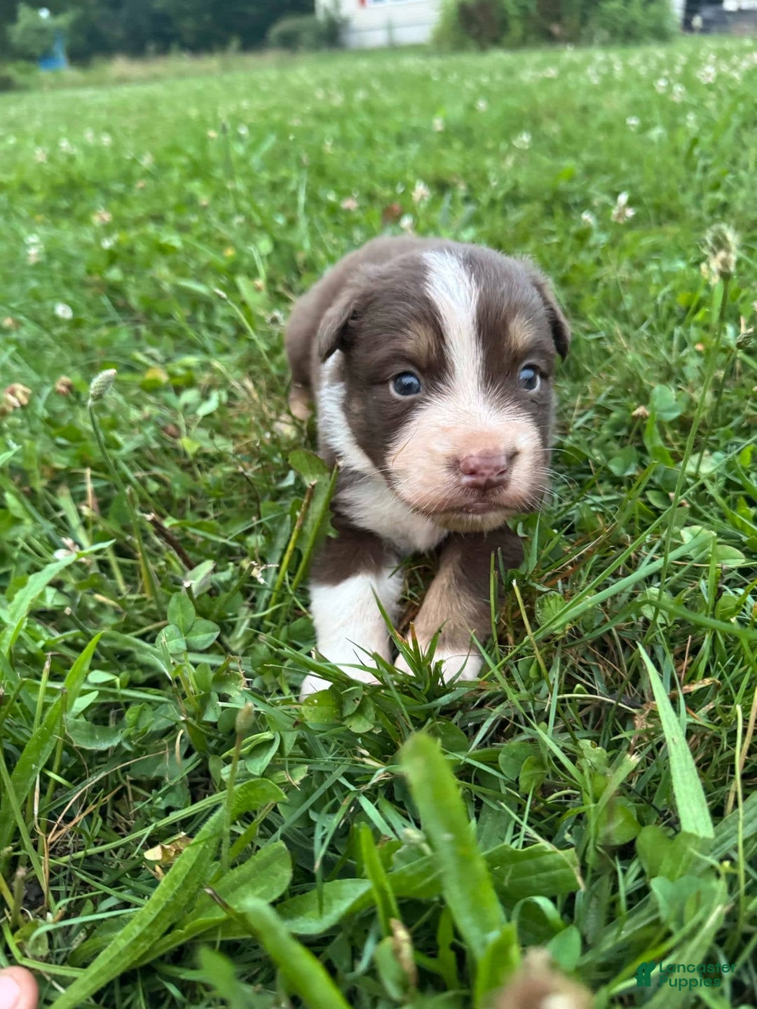 Australian Shepherd dogs for sale: Australian Shepherd 4 puppies - Image 12
