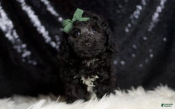 Miniature Poodle dogs for sale: Arnie - Image 1