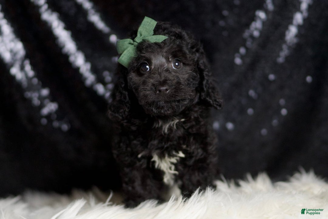 Miniature Poodle dogs for sale: Arnie - Image 1