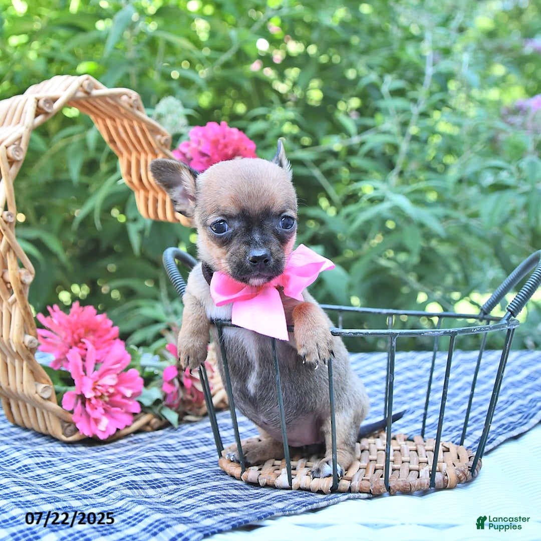 Chihuahua dogs for sale: Holly - Image 3