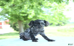 Toy Poodle dogs for sale: Sparkle - Image 5