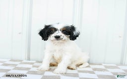 Cavapoo dogs for sale: Utah - Image 1