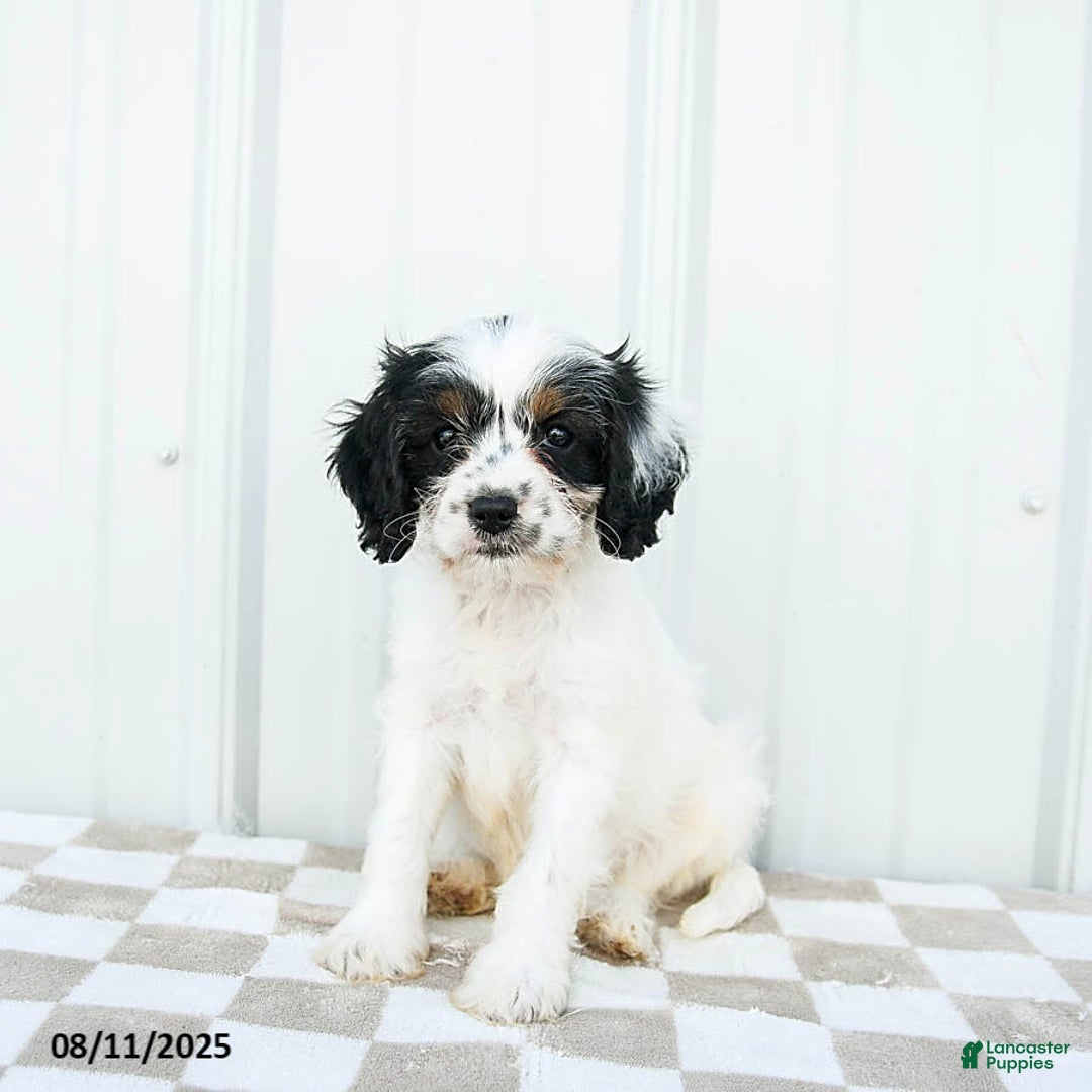 Cavapoo dogs for sale: Utah - Image 1