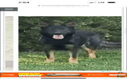 Australian Shepherd dogs for sale: Cal - Image 7