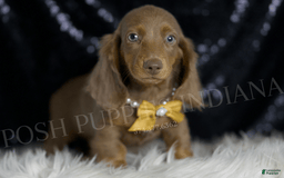 Miniature Dachshund dogs for sale: Lil Dude - Image 3