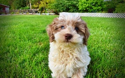 Havapoo dogs for sale: Vegas - Image 12