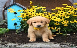 Golden Retriever dogs for sale: Felicity - Image 2