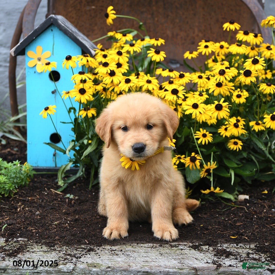 Golden Retriever dogs for sale: Felicity - Image 2