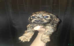 Cocker Spaniel dogs for sale: Cooper - Image 4