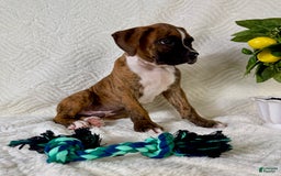 Boxer dogs for sale: Buster - Image 4