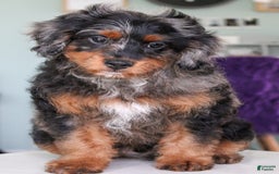 Cavapoo dogs for sale: Truffles - Image 3