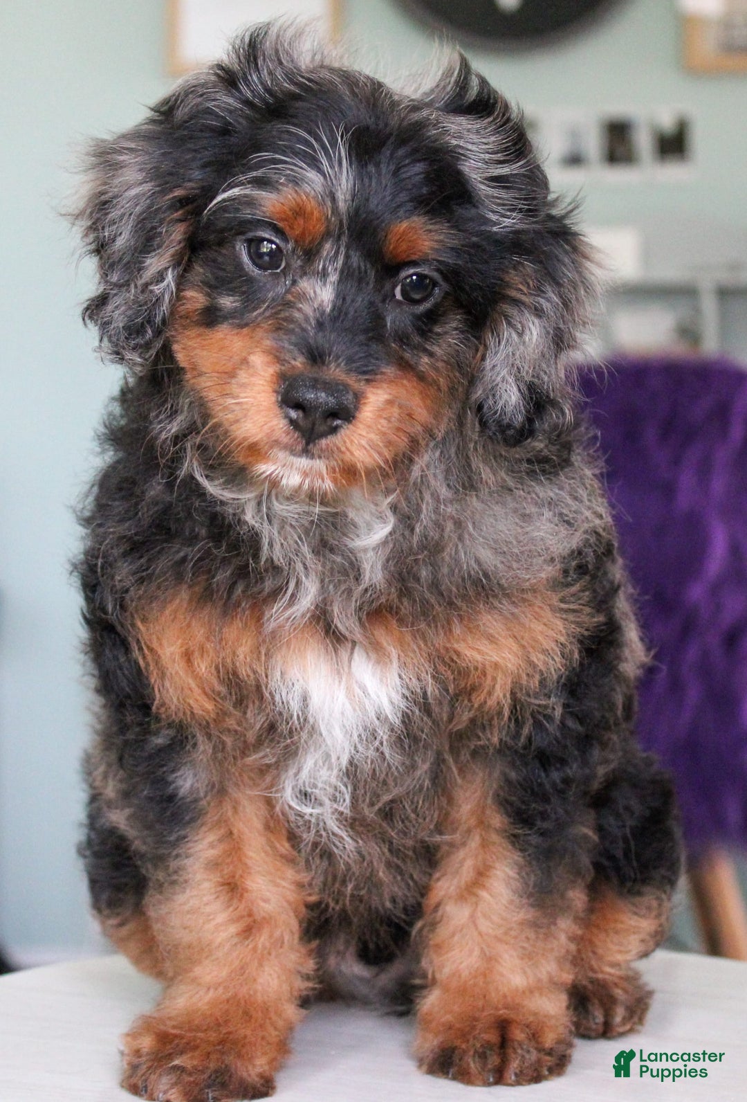 Cavapoo dogs for sale: Truffles - Image 3