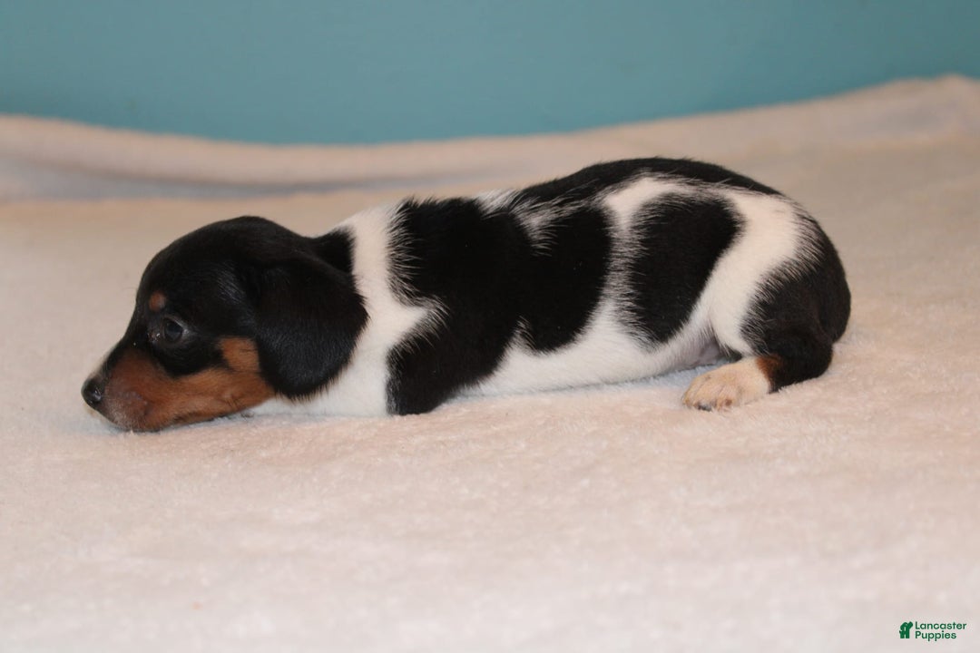Miniature Dachshund dogs for sale: Chloe Mini - Image 13