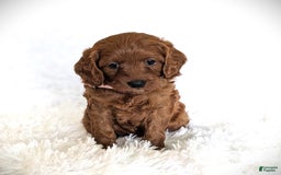 Cavapoo dogs for sale: Rosie - Image 3