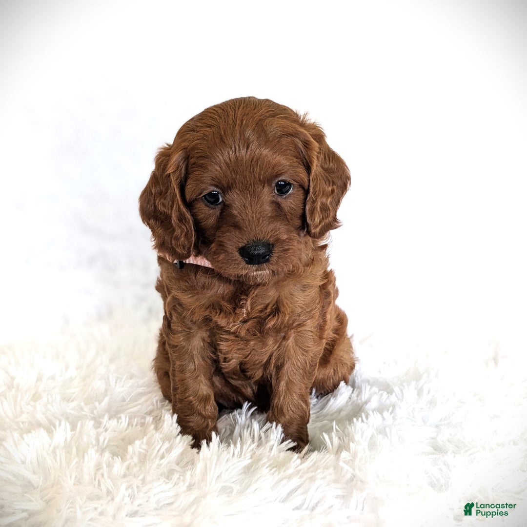 Cavapoo dogs for sale: Rosie - Image 3