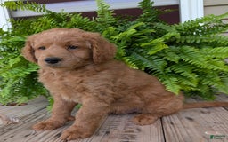 Goldendoodle dogs for sale: Reed - Image 27