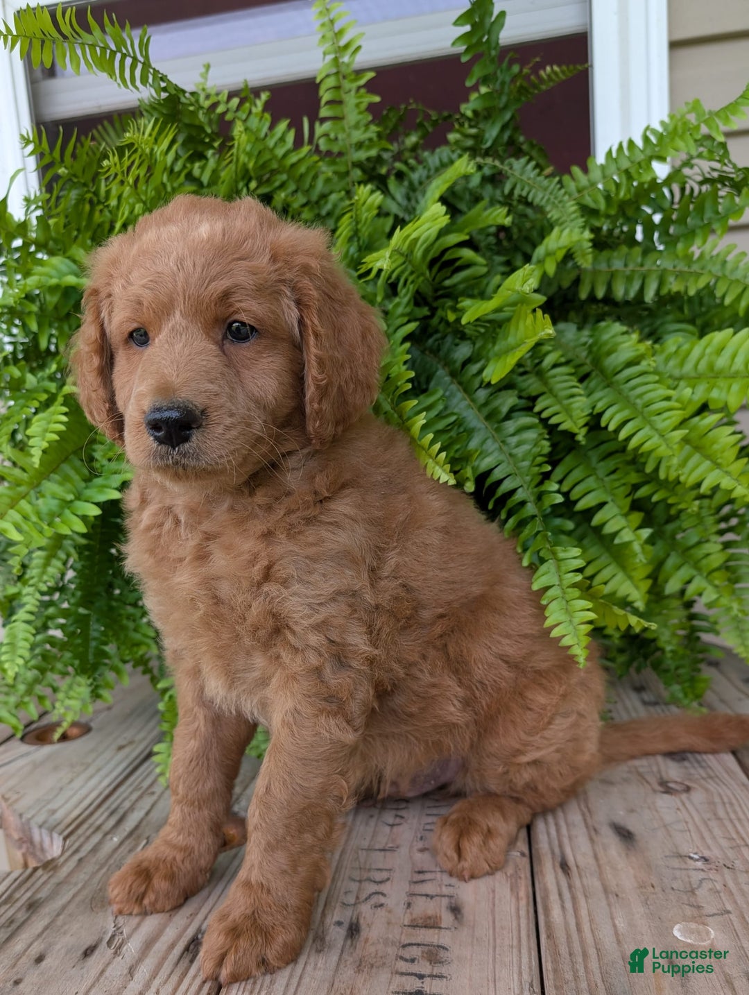 Goldendoodle dogs for sale: Reed - Image 27