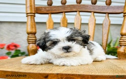 Teddy Bear dogs for sale: Champ - Image 3