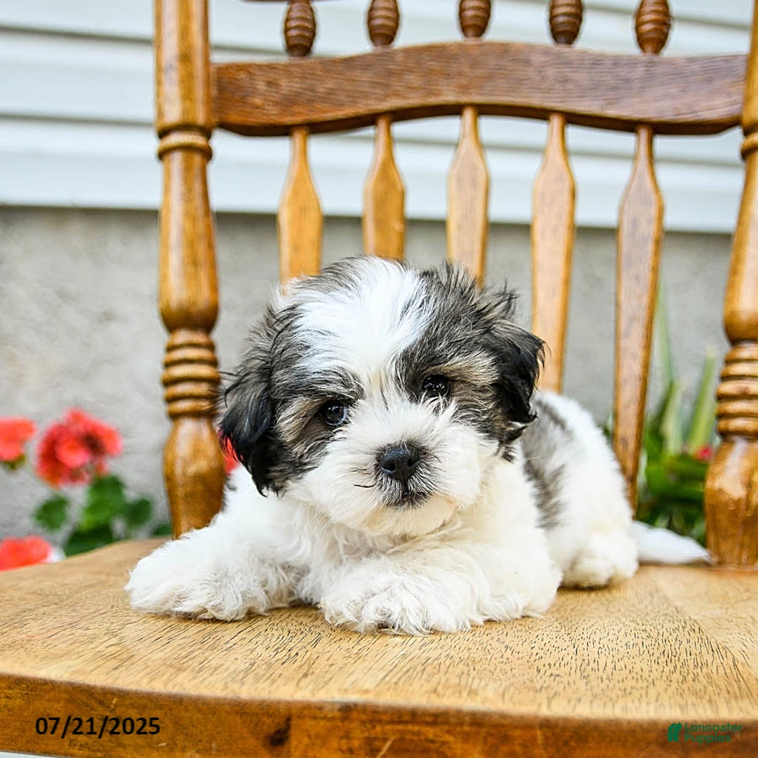 Teddy Bear dogs for sale: Champ - Image 3