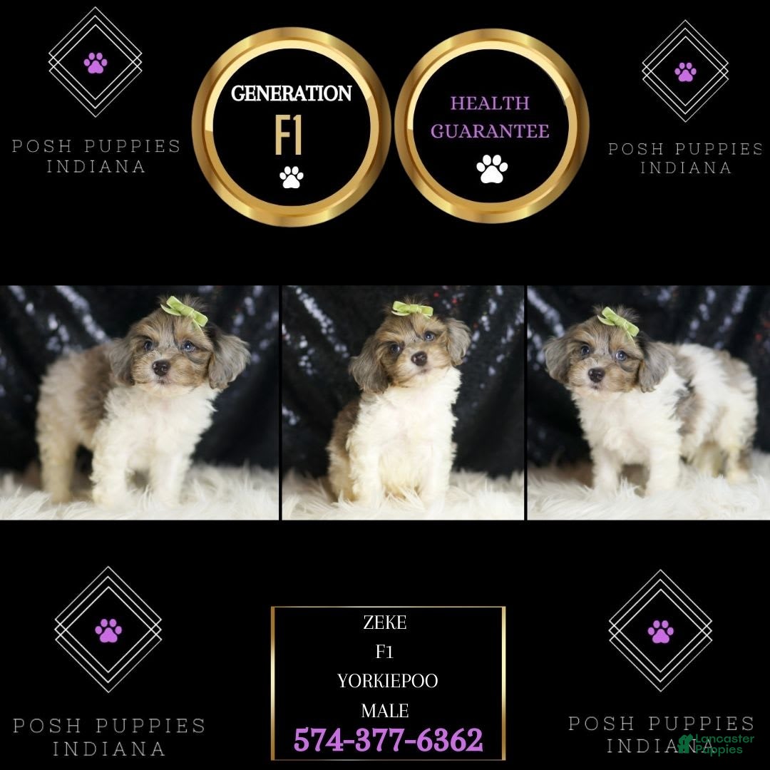 Yorkiepoo dogs for sale: Zeke - Image 4