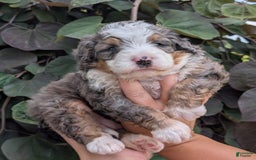 Mini Bernedoodle dogs for sale: Koda - Image 3
