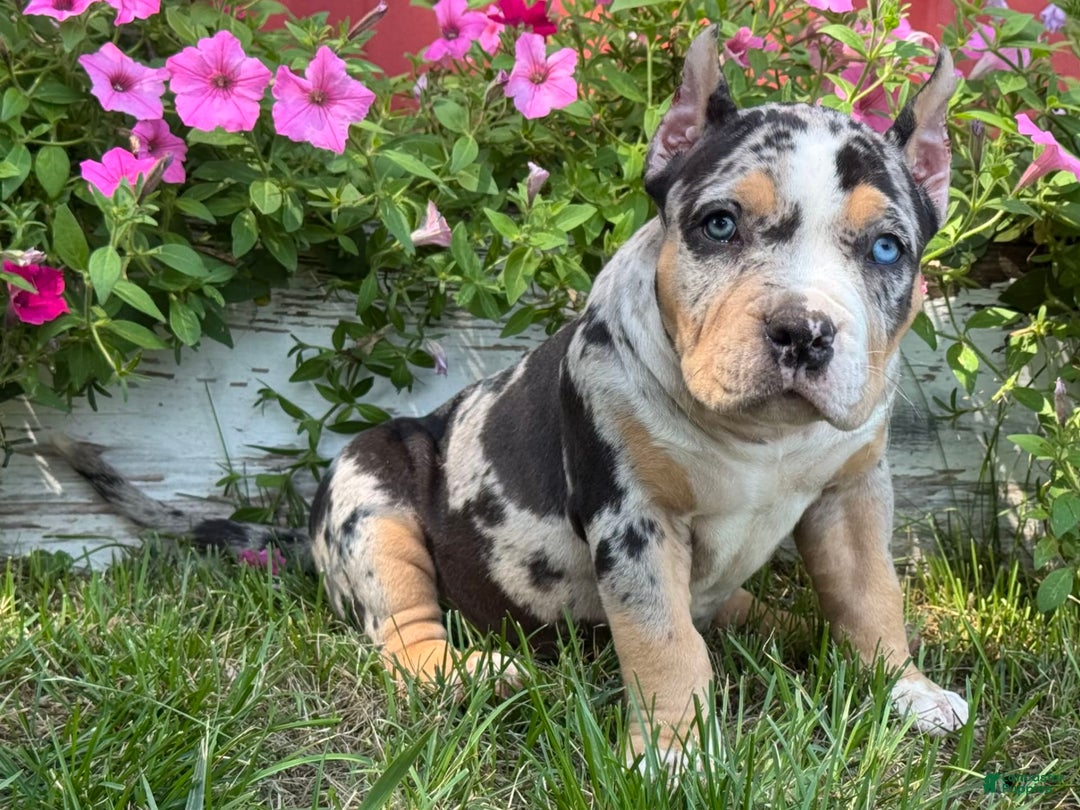 American Bully dogs for sale: Remi - Image 2